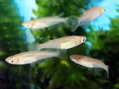 面接担当のつぶやき2015/02/18 15:39の投稿「めだか」