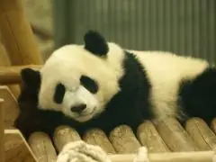 面接担当のつぶやき2015/11/05 15:40の投稿「パンダ」