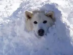 面接担当のつぶやき2016/01/19 11:42の投稿「雪が」