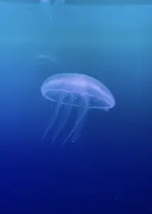 面接担当のつぶやき2023/07/30 16:35の投稿「店休日」