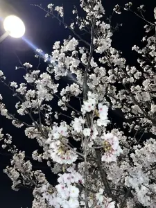 面接担当のつぶやき2022/04/03 19:45の投稿「夜桜」