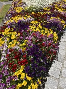 面接担当のつぶやき2022/04/17 13:01の投稿「春爛漫」